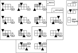 paires de codons