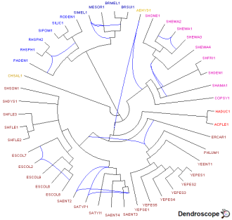 R�seau galled network construit par Dendroscope