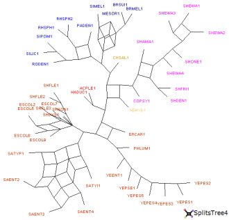 R�seau split network construit par SplitsTree